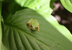 Picture of a tree frog on a hosta leaf