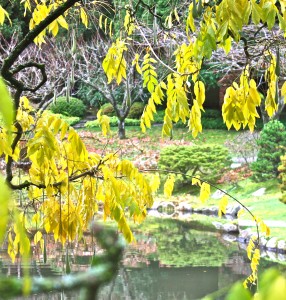 View of a Japanese Garden