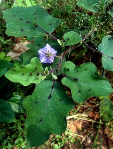 Picture of a nightshade plant.