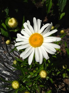 Picture of a daisy