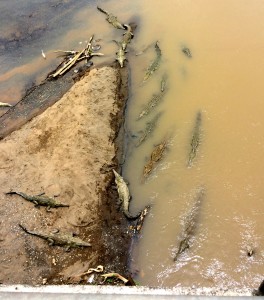 Picture of freshwater crocodiles