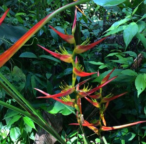 Photograph of wild bird-of-paradise blossoms.