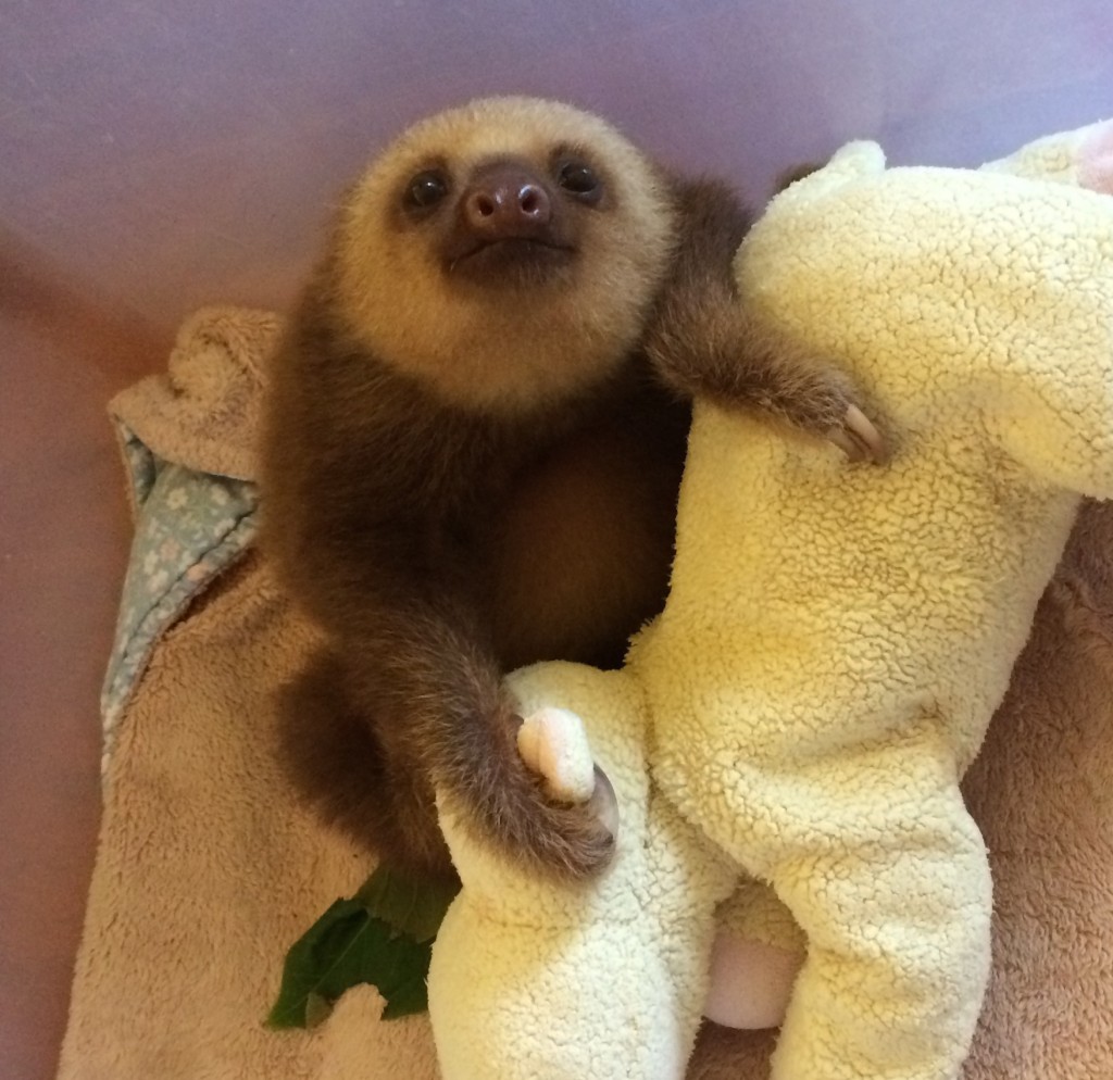 Image of a baby two-toed sloth, taken at the Sloth Sanctuary in Costa Rica.