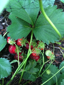 Photograph of ripe strawberries still on the plant.