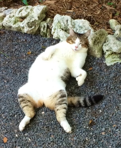 photo of a cat sleeping on its back