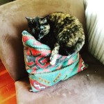 picture of a tortoiseshell cat