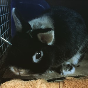 a picture of a rabbit
